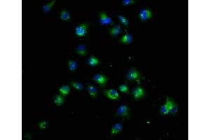 Immunofluorescence staining of Hela cells with ABIN7165221 at 1:22, counter-stained with DAPI.