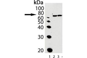 Western blot analysis of Grp78, pAb : Lane 1: MW marker, Lane2: Grp78/BiP (hamster), (recombinant) , Lane3: Liver (rat), (microsome extract) (GRP78 anticorps  (C-Term))