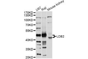 Western blot analysis of extracts of various cell lines, using LDB2 antibody (ABIN4904211) at 1:1000 dilution.