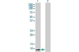 Western Blot analysis of SPEG expression in transfected 293T cell line by SPEG MaxPab polyclonal antibody. (SPEG anticorps  (AA 1-113))