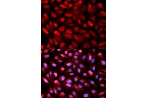 Immunofluorescence (IF) image for anti-Poly(rC) Binding Protein 2 (PCBP2) (AA 1-130) antibody (ABIN3023340)