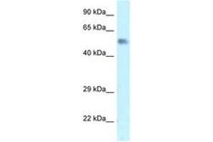 Image no. 1 for anti-Zinc Finger Protein 472 (ZFP472) (AA 20-69) antibody (ABIN6747569) (Zfp472 anticorps  (AA 20-69))