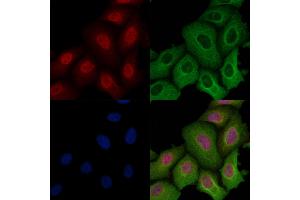 ABIN6259187 and ABIN6274307 staining Hela cells by IF/ICC. (SRSF3 anticorps  (C-Term))