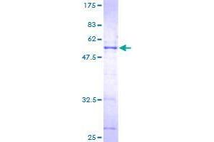 SDS-PAGE (SDS) image for SERTA Domain Containing 1 (SERTAD1) (AA 1-236) protein (GST tag) (ABIN1319655)