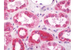 Anti-NDUFS5 antibody IHC staining of human kidney. (NDUFS5 anticorps  (HRP))