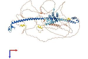 AlphaFold protein structure predicition of Mouse Recombinant Mefv Protein, UniprotID Q9JJ26