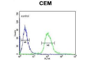 UTY Antibody (C-term) flow cytometric analysis of CEM cells (right histogram) compared to a negative control cell (left histogram). (UTY anticorps  (C-Term))