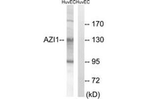 Western blot analysis of extracts from HuvEc cells, using AZI1 Antibody. (AZI1 anticorps  (AA 311-360))