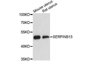Western blot analysis of extracts of various cell lines, using SERPINB13 antibody.