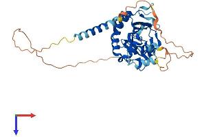 AlphaFold protein structure predicition of Mouse Recombinant Asphd1 Protein, UniprotID Q2TA57