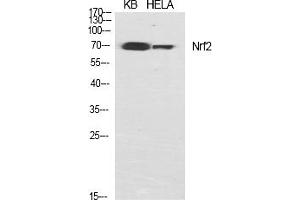 Western Blot analysis of various cells using Nrf2 Polyclonal Antibody diluted at 1:1000. (NRF2 anticorps  (AA 530-610))