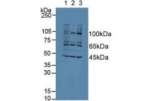 Figure. (AATK anticorps  (AA 1216-1374))
