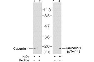 Image no. 1 for anti-Caveolin 1, Caveolae Protein, 22kDa (CAV1) (pTyr14) antibody (ABIN196779) (Caveolin-1 anticorps  (pTyr14))