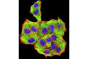 Immunofluorescence analysis of Hela cells using VP2 mouse mAb (green). (VP2 (AA 296-438) anticorps)