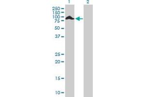 Western Blot analysis of THAP4 expression in transfected 293T cell line by THAP4 MaxPab polyclonal antibody.