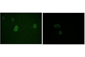 Immunofluorescence (IF) image for anti-Apolipoprotein M (APOM) antibody (ABIN1105423) (Apolipoprotein M anticorps)