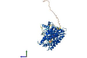 AlphaFold protein structure predicition of Mouse Recombinant Mthfr Protein, UniprotID Q9WU20