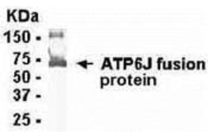 Western Blotting (WB) image for anti-ATPase, H+ Transporting, Lysosomal 13kDa, V1 Subunit G1 (ATP6V1G1) (AA 1-118) antibody (ABIN2468076) (ATP6V1G1 anticorps  (AA 1-118))