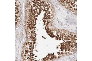 Immunohistochemical staining (Formalin-fixed paraffin-embedded sections) of human testis with MLLT4 polyclonal antibody  shows strong cytoplasmic positivity in cells in seminiferous ducts.