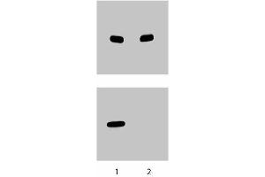 Western blot analysis for eNOS (pS633). (ENOS anticorps  (pSer633))