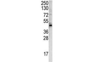 Western blot analysis of WNT4 antibody and 293 lysate.