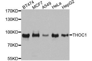 Western blot analysis of extracts of various cell lines, using THOC1 antibody. (THOC1 anticorps  (AA 428-657))