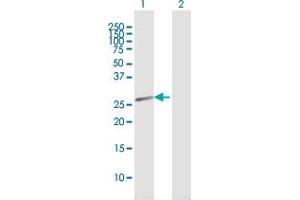Western Blot analysis of HEBP2 expression in transfected 293T cell line by HEBP2 MaxPab polyclonal antibody. (HEBP2 anticorps  (AA 1-205))