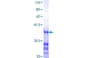 TAF9 Protein (AA 140-249) (GST tag)