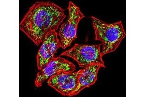 Immunofluorescence analysis of Hela cells using CD130 mouse mAb (green).