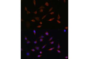 Immunofluorescence analysis of L929 cells using PDCD5 Rabbit pAb (ABIN6132965, ABIN6145338, ABIN6145339 and ABIN6223132) at dilution of 1:100.