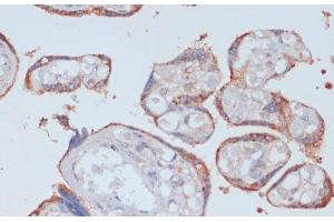 Immunohistochemistry of paraffin-embedded Human placenta using LRP1 Polyclonal Antibody at dilution of 1:100 (40x lens). (LRP1 anticorps)
