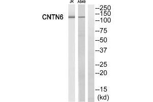 Western blot analysis of extracts from Jurkat cells and A549 cells, using CNTN6 antibody. (Contactin 6 anticorps  (Internal Region))