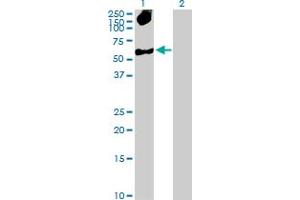 Western Blot analysis of SMARCB1 expression in transfected 293T cell line by SMARCB1 MaxPab polyclonal antibody.