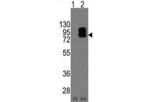Image no. 2 for anti-CD19 Molecule (CD19) (C-Term) antibody (ABIN357030) (CD19 anticorps  (C-Term))