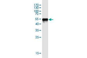 Western Blot detection against Immunogen (48.