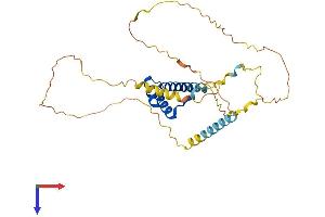 AlphaFold protein structure predicition of Human Recombinant NKX2-5 Protein, UniprotID P52952