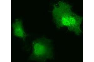Anti-IL1F6 mouse monoclonal antibody (ABIN2453184) immunofluorescent staining of COS7 cells transiently transfected by pCMV6-ENTRY IL1F6 (RC219328). (IL36A/IL1F6 anticorps)