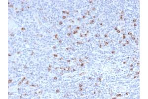 Formalin-fixed, paraffin-embedded human Tonsil stained with Granzyme B Monospecific Mouse Monoclonal Antibody (GZMB/3014).
