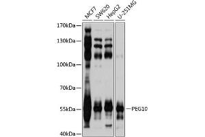 Western blot analysis of extracts of various cell lines, using PEG10 antibody (ABIN3016692, ABIN3016693, ABIN1681320 and ABIN6219814) at 1:1000 dilution. (PEG10 anticorps  (AA 1-325))