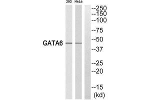Western Blotting (WB) image for anti-GATA Binding Protein 6 (GATA6) (C-Term) antibody (ABIN1852618) (GATA6 anticorps  (C-Term))