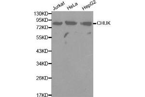 Image no. 1 for anti-conserved Helix-Loop-Helix Ubiquitous Kinase (CHUK) antibody (ABIN3059645) (IKK alpha anticorps)