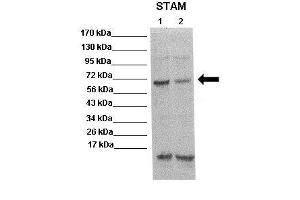 WB Suggested Anti-STAM Antibody  Positive Control: Lane 1: 20ug mouse brain extract Lane 2: 20ug mouse brain extract Primary Antibody Dilution :  1:500 Secondary Antibody : Anti rabbit-HRP  Secondry Antibody Dilution :  1:5,000 Submitted by: Scott Wilson, University of Alabama at Birmingham (STAM anticorps  (N-Term))