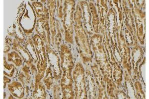 ABIN6278470 at 1/100 staining Mouse kidney tissue by IHC-P. (GNRH1 anticorps)