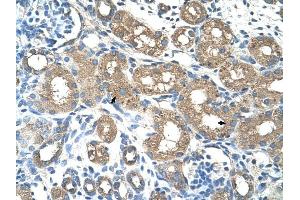 ALAS2 antibody was used for immunohistochemistry at a concentration of 4-8 ug/ml to stain Epithelial cells of renal tubule (arrows) in Human Kidney. (ALAS2 anticorps)