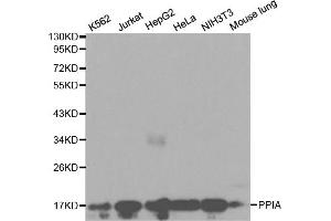 Western blot analysis of extracts of various cell lines, using PPIA antibody. (PPIA anticorps)