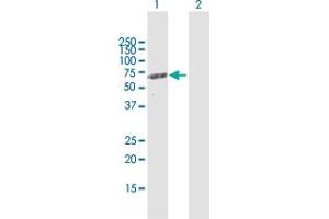 Western Blot analysis of MCCC2 expression in transfected 293T cell line by MCCC2 MaxPab polyclonal antibody.