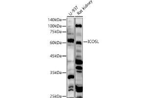 Western blot analysis of extracts of various cell lines, using ICOSL antibody (ABIN6130065, ABIN6142131, ABIN6142132 and ABIN6222879) at 1:500 dilution. (ICOSLG anticorps  (AA 19-256))
