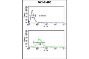 Flow cytometric analysis of NCI-H460 cells using NEDD4 Antibody (C-term) Cat. (NEDD4 anticorps  (C-Term))