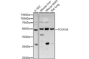 Western blot analysis of extracts of various cell lines, using FCGR3A antibody (ABIN3016243, ABIN3016244, ABIN3016245 and ABIN6219650) at 1:1000 dilution. (FCGR3A anticorps  (AA 150-250))