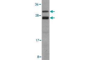 Western blot analysis of COPS8 in human liver lysate with COPS8 polyclonal antibody  at 2 ug/mL . (COPS8 anticorps  (C-Term))